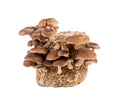 Gourmet Mushroom Grow Kit | 5 Pounds | Lion's Mane, Maitake, Shiitake, Oyster | Made in USA